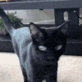 Headshake Head Shake GIF - Headshake Head Shake Cat GIFs