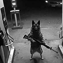 Dog Gun GIF - Dog Gun Meme GIFs