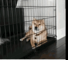 Funny Dog Special GIF