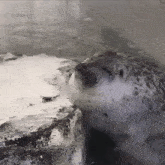 a seal laying on top of a rock with its eyes closed