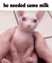 Bingus He Need Some Milk GIF - Bingus He Need Some Milk Please God Get Me Out Of This Hell GIFs