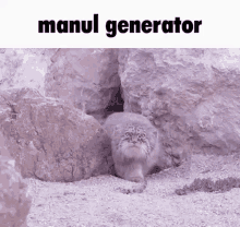 Manul Cat GIF - Manul Cat Generator GIFs