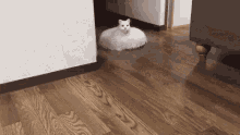 Cat Vacuum Cleaner GIF - Cat Vacuum Cleaner Kettlefaced GIFs