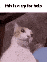 Cat This Is A Cry For Help GIF - Cat This Is A Cry For Help Help GIFs