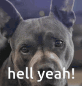 a close up of a dog with the words hell yeah written above it