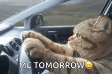 a cat is sitting in a car with its paws on the steering wheel and says me tomorrow .
