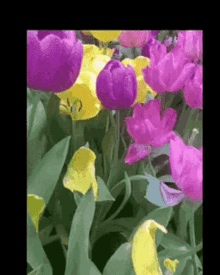 Happyspring Is GIF