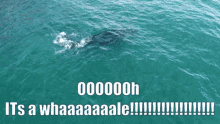 Whale Ooh GIF