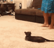 Scared Cat GIF - Scared Cat Fake Spider GIFs