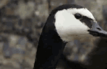 Goose What GIF - Goose What Huh GIFs