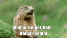 Camel Kemal Kemal GIF - Camel Kemal Kemal Kmeal GIFs
