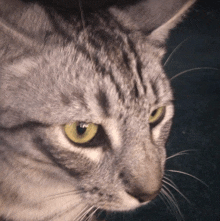 a close up of a gray cat 's face with yellow eyes