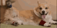Dog Corgi GIF - Dog Corgi Exercise GIFs