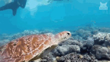 Swimming Turtle GIF - Swimming Turtle Floating GIFs