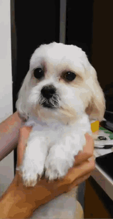 Pili Dog GIF - Pili Dog Cute GIFs