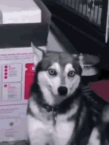 dog coughing husky cough husky hiccups dog hiccups