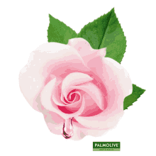 palmolive palmolive naturals pure rose rose oil pure rose oil