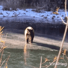 Fall Into Water Viralhog GIF - Fall Into Water Viralhog Ice Melt GIFs