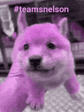 a pink dog is being held in someone 's hand and the caption says #teamsnelson