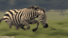 chasing zebra
