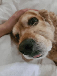 a close up of a dog 's face with its tongue out