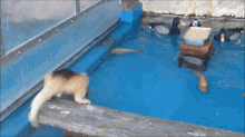 a cat standing on a wooden ledge next to a pond with ducks