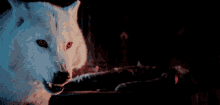 Ghost Wolf GIF - Ghost Wolf Game Of Thrones GIFs