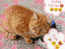 Puki Happy Fat Cat GIF - Puki Happy Fat Cat GIFs