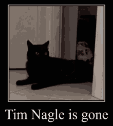 Tim Nagle Cat GIF - Tim Nagle Cat GIFs
