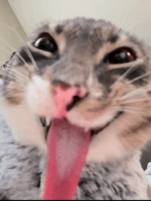 a close up of a cat 's face with its tongue out