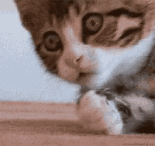 Cat Shocked GIF