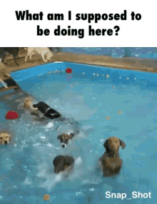 Dog Wtf GIF - Dog Wtf Pool GIFs