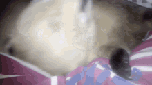 a close up of a cat laying on a pink and blue blanket