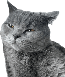 Skeptical Cat GIF - Skeptical Cat Suspicious GIFs