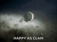 Clams GIF - Clams GIFs