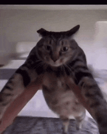 Catspin Spin GIF - Catspin Spin Cat GIFs