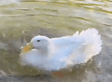 Splash Duck GIF - Splash Duck Wrinkle GIFs