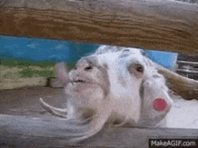 Goat Weird GIF - Goat Weird Peep GIFs
