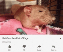 a rat is laying on a pink blanket with the caption rat clinches fist of rage