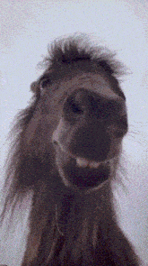 Smile Horse Smile GIF - Smile Horse Smile Hello GIFs