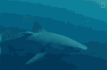shark bermuda