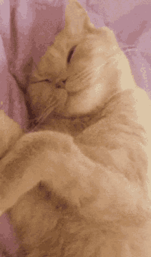 Sleepy Kuma Kuma GIF - Sleepy Kuma Kuma Kuma Cat GIFs