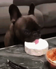 frenchie tongue licking cheese brie