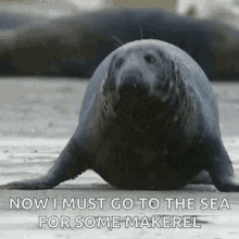 Now I Must Go To The Sea Seal GIF - Now I Must Go To The Sea Seal Cute GIFs