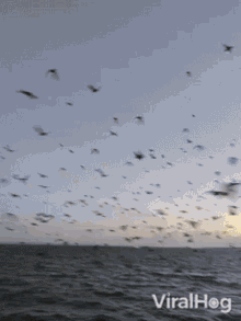 bird viralhog swarm fly