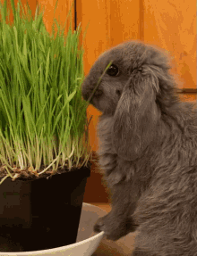 Bunny Rabbit GIF - Bunny Rabbit Baby GIFs