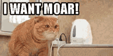 Cat Moar GIF