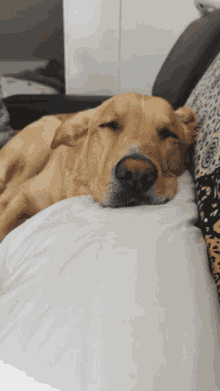 sleepy sleeping dog travis cute dog