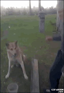 Dog Highfive GIF - Dog Highfive Shake Hands GIFs