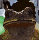 a close up of a frog 's face with a king ai logo in the corner